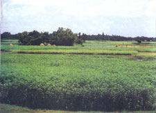 jute_field_sm