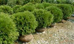 small_burlap_bushes